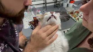 Cute cat at the vet by Vancat Umut 637 views 1 year ago 1 minute, 25 seconds