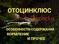 Отоцинклюс. Otocinclus.