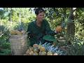 One day in the forest: one armed veteran harvests pineapples to sell and renovates his old house