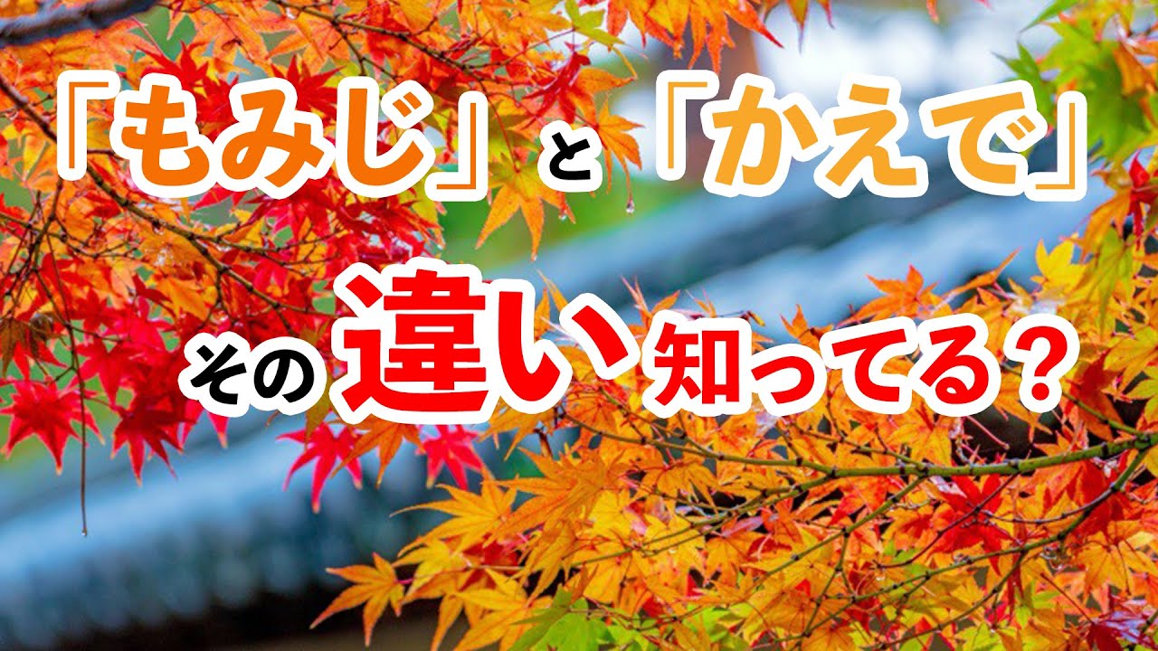 もみじ と かえで の違いとは Youtube