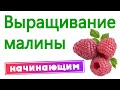 Выращивание малины. Начинающим