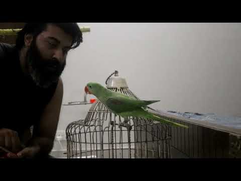 Alexandrine Parrot Series|| Ep 4 part 2 || how to train your parrot to go back to cage