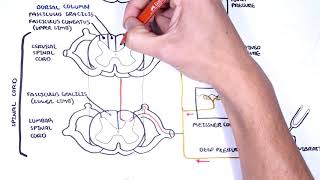 Sensory Tracts  Dorsal Column (Medial lemniscus) Pathway