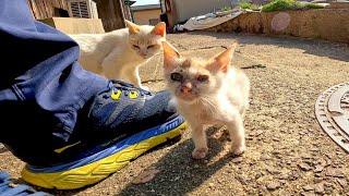 ヨチヨチ歩きの子猫がモフられにきてカワイイ