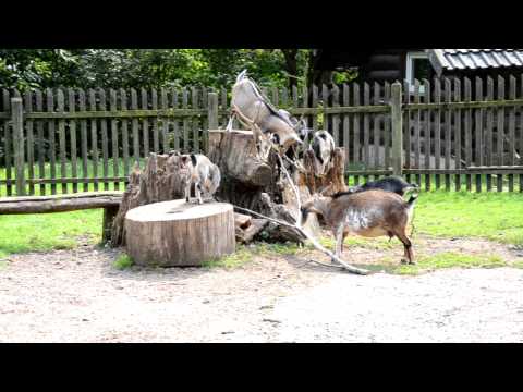 Video: Grizlius Lokius Vis Dar Reikia Saugoti, JAV Teismo Taisyklės