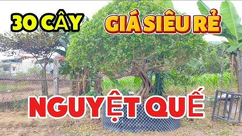 TIN HÓT NHẤT HÔM NAY ! 30 TÁC PHẨM nguyệt quế bông chùm lá xoắn - Hoa thơm quanh năm chia sẻ Rẻ ah !