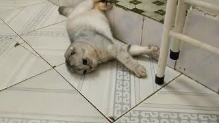 cute cat playing with the bug very funny || record with my cat&#39;s life