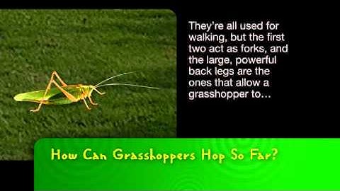 Bayer MSMS | How Can Grasshoppers Hop So Far?