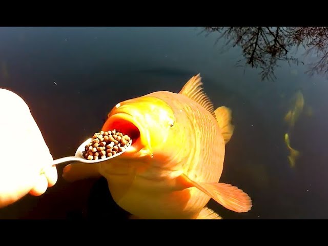 Coole Videos 365:  Fütterung Der Fische / Feeding the Fish || ✪ Stern DuTube