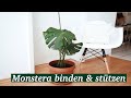 philodendron brasil ableger Philodendron Lemon Lime | Ableger
