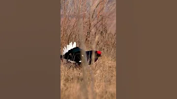Тетерев на току