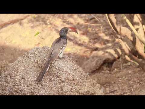 the Erongo Wild Lodge