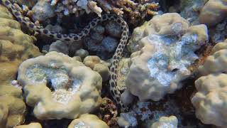 Пятнистый острохвостый угорь / Spotted snake eel/ Myrichthys maculosus 4k 60fps