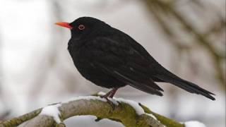 Julie Fowlis - Blackbird (2008) chords