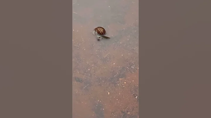 Snail going for a swim and cat walks past