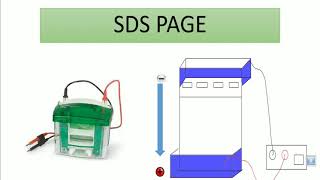 SDS PAGE Technique (مترجم للعربية) | protein gel electrophoresis -2