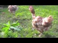 Ex Battery Hens First Moments of Freedom