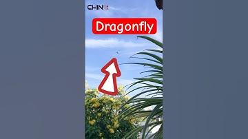 Bé chuồn chuồn con dễ thương quá 😘#cute #chinchoco #funny #xuhuong #shorts #dragonfly #animals