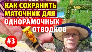 Вывод маток от а до я Отбор маточников Однорамочные отводки 3 ч