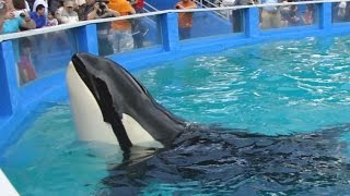 Lolita the Orca - A Call for Humanity