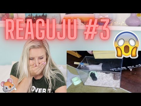 REAGUJU #3 | ŠOKUJÍCÍ PODMÍNKY PRO KŘEČKA SYRSKÉHO| 2 UKÁZKY