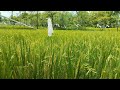 1 Hour Rice Fields View | Relaxing Music for Study & Sleep