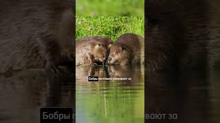 Зачем бобрам нужны плотины и как они их делают?