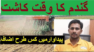 Best sowing time of wheat, sowing time and yield of late sown wheat, early sown wheat, production