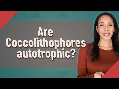 ቪዲዮ: Coccolithophores autotrophic ወይም heterotrophic ናቸው?