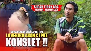 LOVEBIRD AKAN CEPAT KONSLET DENGAN CARA INI - PROSES KONSLET BERSAMA GALANG GEMILANG ABADI