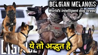 Belgian melanois puppies | Ultimate Belgian melanois puppies for sale | Army dog