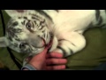 Playing with 2 Baby Siberian Tigers!