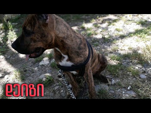 ვიდეო: მორჩილების ტრენინგი ძაღლებისთვის: ათვისების 4 მარტივი ნიშანი