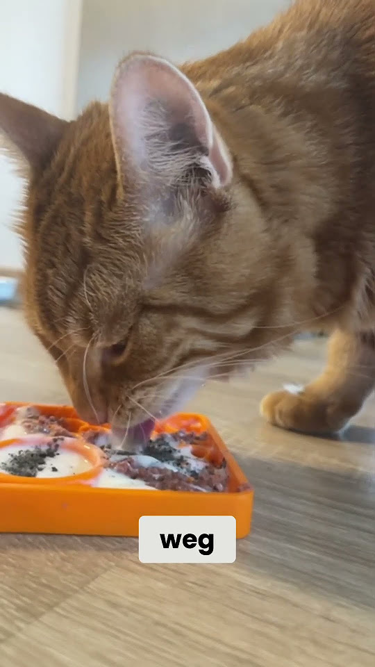 Zahnstein bei Katze selbst entfernen YouTube