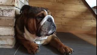 English bulldog 桃ちゃん in Japan