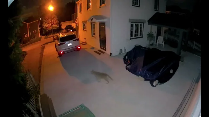 Angle Lane visitors 4 AM