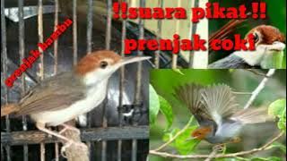 Suara pikat prenjak coki// prenjak bambu pikat