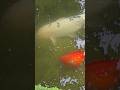 koi fishes are swimming about by the pond in the indoor garden toronto canada apr 2026
