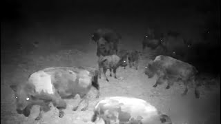 Late visitors to Bison Watering Hole. Explore.org 14 September 2023