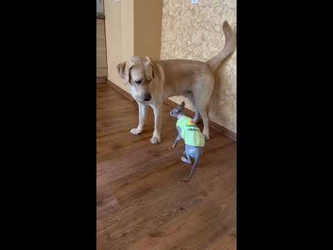 Встал не с той ноги 😾 - YouTube