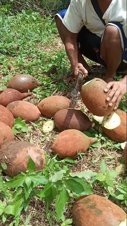 cara mengupas buah picung