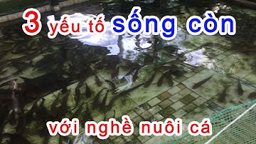 Nghề Nuôi Cá Lóc Cá Trê Giàu Hay Nghèo Chỉ Cần Biết 3 Vấn Đề Sau | Trại Cá Phú Yên