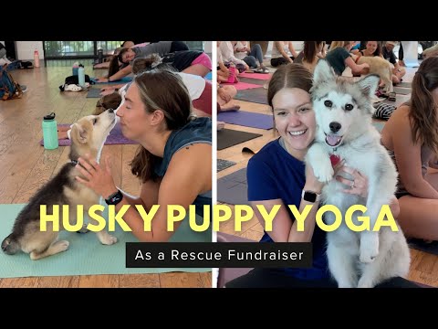 Puppy Yoga with Huskies! (We raised over $8K for Arctic Rescue!)