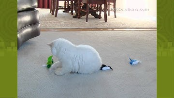 PetSolutions: Play-N-Squeak Real Birds