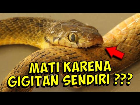 Video: Adakah ular berbisa menggigit?