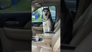 Most STUBBORN Husky REFUSES to get out of the car,  AGAIN! Manson the Husky