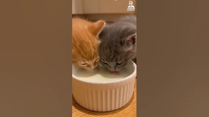 Video 11709781: kitten meow catlover cutecat, cats cutecat meow catlover, little kitten meowing cat, cute kitten meow catlover, hilarious cat, cat love