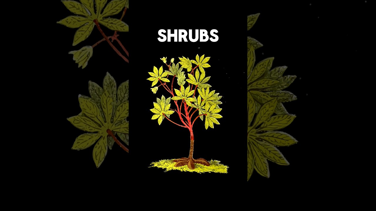 SHRUBS 