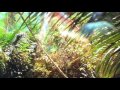 George Of The Jungle Fan Made Trailer 