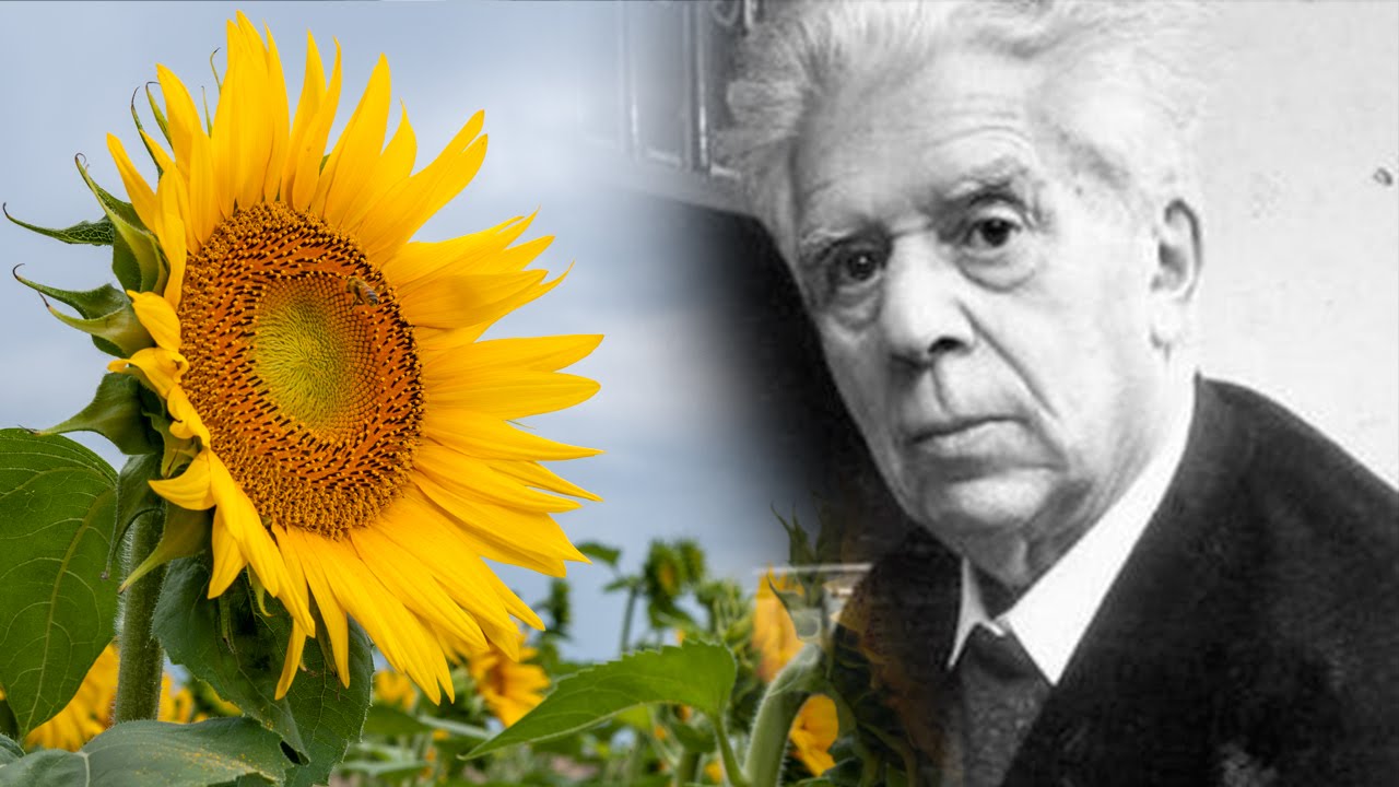 Il Girasole Novembre 2015 by scuola italiana eugenio montale - Issuu